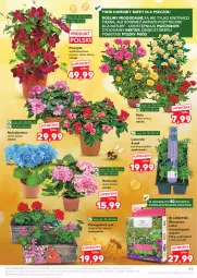 Gazetka promocyjna Kaufland - Gazetka tygodnia - Gazetka - ważna od 20.05 do 20.05.2026 - strona 45 - produkty: Róża, Miód, Nektar