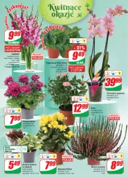 Gazetka promocyjna Dino - Gazetka 32 - Gazetka - ważna od 14.08 do 14.08.2023 - strona 19 - produkty: Sok, Storczyk, Bukiet