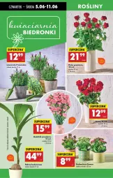 Gazetka promocyjna Biedronka - Od Czwartku - Gazetka - ważna od 11.06 do 11.06.2025 - strona 65 - produkty: Sok, Róża, Kalanchoe, Palma, Bukiet, Kokos