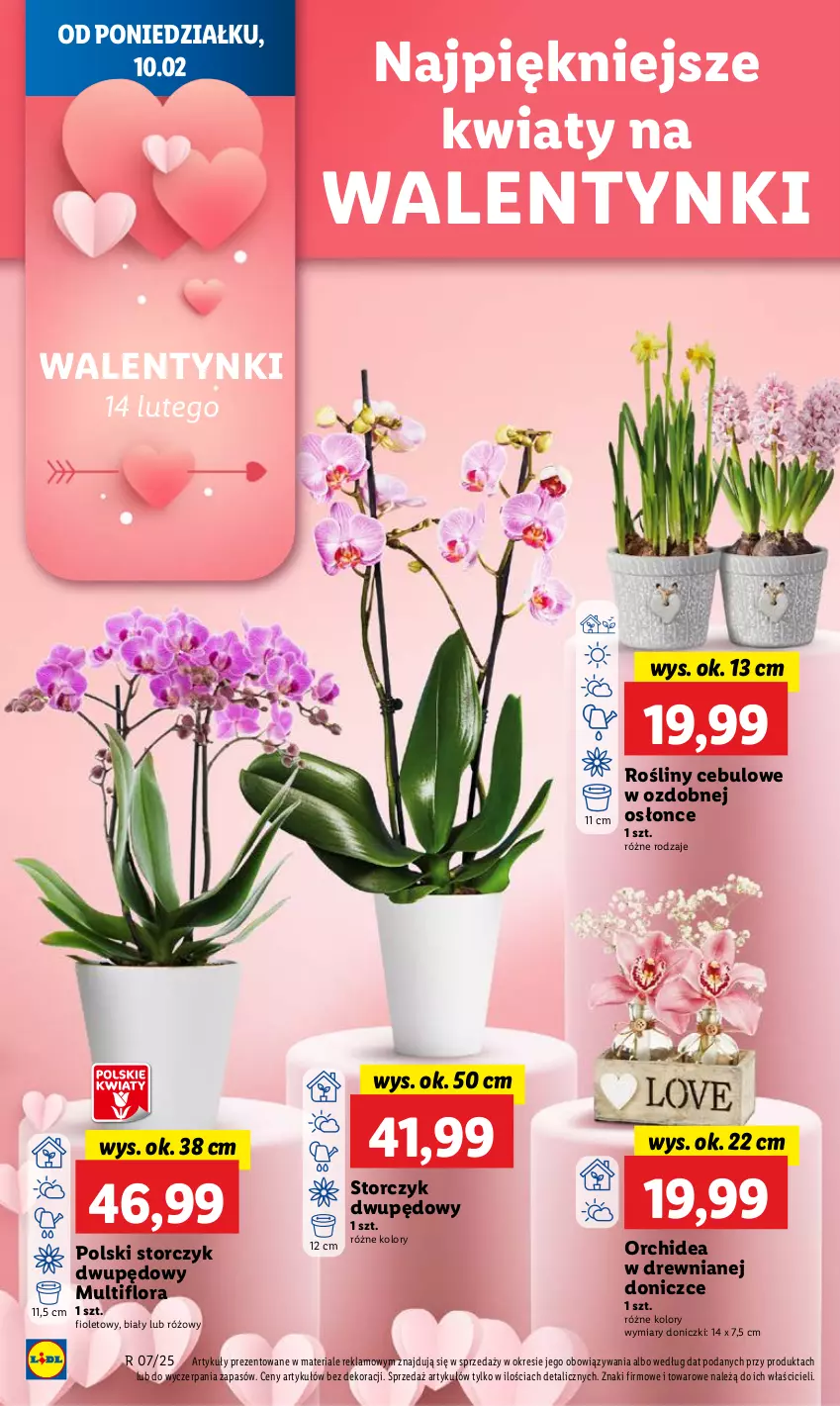 Gazetka promocyjna Lidl - GAZETKA - ważna 10.02 do 12.02.2025 - strona 22 - produkty: Flora, Storczyk