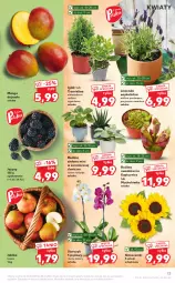 Gazetka promocyjna Kaufland - OFERTA TYGODNIA - Gazetka - ważna od 28.07 do 28.07.2021 - strona 13 - produkty: Jeżyny, Storczyk, Mango, Jabłka