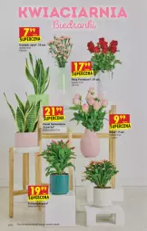 Gazetka promocyjna Biedronka - W tym tygodniu - Gazetka - ważna od 20.11 do 20.11.2021 - strona 12 - produkty: Sok, Róża, Wazon