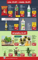 Gazetka promocyjna Aldi - Gazetka - ważna od 29.01 do 29.01.2025 - strona 4 - produkty: Piwo, Ludwik, Ketchup, Cheetos, Sok, Hiacynt, Corona Extra, Tymbark, Narcyz, Napój niegazowany, Napój