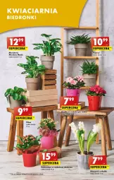 Gazetka promocyjna Biedronka - Gazetka - Biedronka.pl - Gazetka - ważna od 21.01 do 21.01.2023 - strona 13 - produkty: Hiacynt, Tera