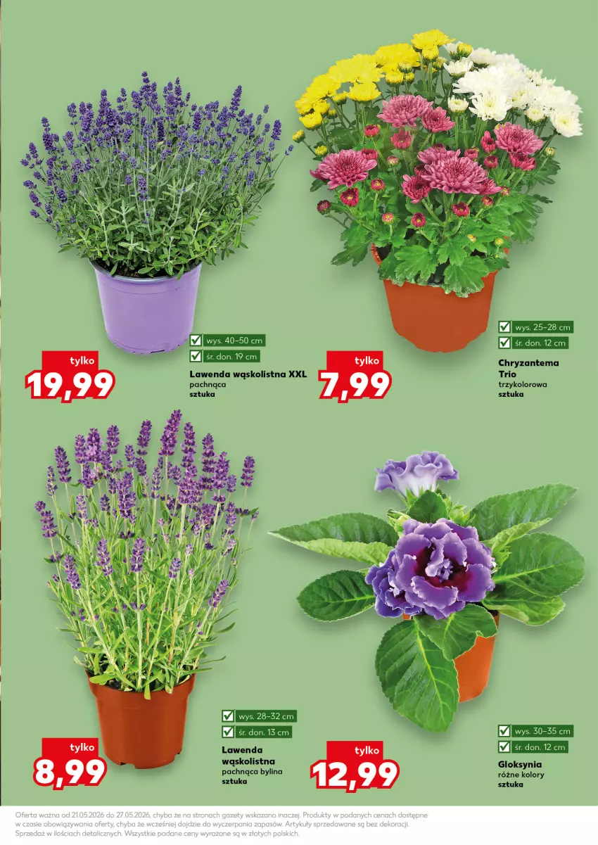 Gazetka promocyjna Kaufland - Kaufland - ważna 21.05 do 27.05.2026 - strona 11 - produkty: Chryzantema