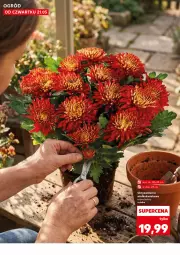 Gazetka promocyjna Kaufland - Kaufland - Gazetka - ważna od 27.05 do 27.05.2026 - strona 10 - produkty: Ogród