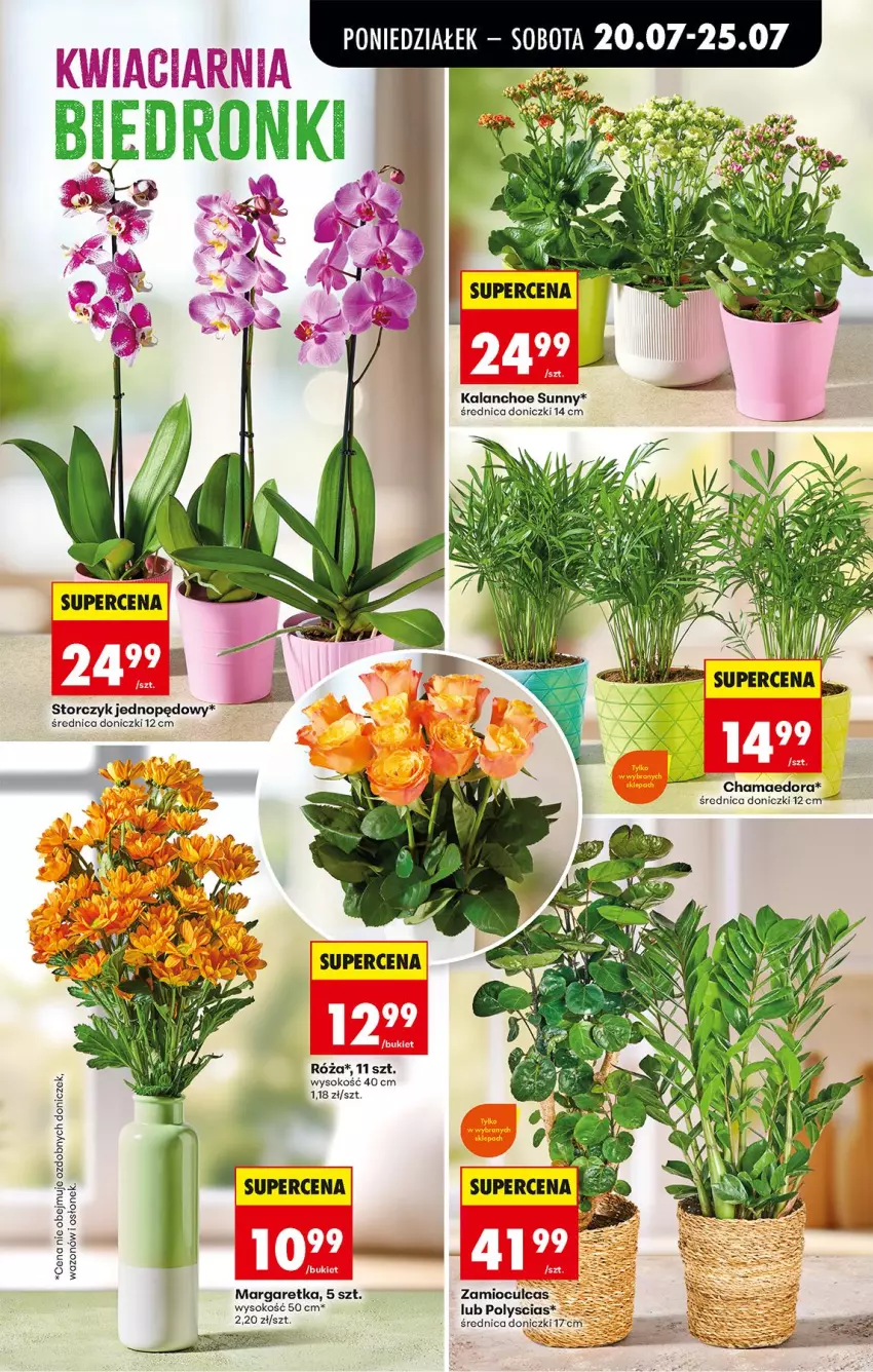 Gazetka promocyjna Biedronka - Od Poniedziałku - ważna 20.07 do 25.07.2026 - strona 85 - produkty: Fa, Hama, Kalanchoe, Róża, Sok, Storczyk