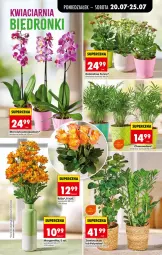 Gazetka promocyjna Biedronka - Od Poniedziałku - Gazetka - ważna od 25.07 do 25.07.2026 - strona 85 - produkty: Hama, Sok, Róża, Kalanchoe, Storczyk, Fa