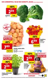 Gazetka promocyjna Lidl - GAZETKA - Gazetka - ważna od 20.02 do 20.02.2021 - strona 7 - produkty: Cebula, Pietruszka, Ziemniaki, Frytki, Pomidory