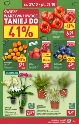 Gazetka promocyjna Aldi - Pełna oferta - Gazetka - ważna od 01.11 do 01.11.2025 - strona 31 - produkty: Mandarynki, Warzywa, Sok, BIC, Warzywa i owoce, Kawa, Storczyk, Owoce, Pomidory, Jabłka