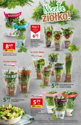 Gazetka promocyjna Auchan - Gazetka - ważna od 24.04 do 24.04.2024 - strona 4 - produkty: Kolendra, Bazyl, Bazylia, Mięta