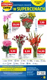 Gazetka promocyjna Lidl - GAZETKA - Gazetka - ważna od 03.09 do 03.09.2022 - strona 47 - produkty: Sok, Por, Gry, Chryzantema, Cień, O nas, Storczyk, Mola, Bukiet, Miecz