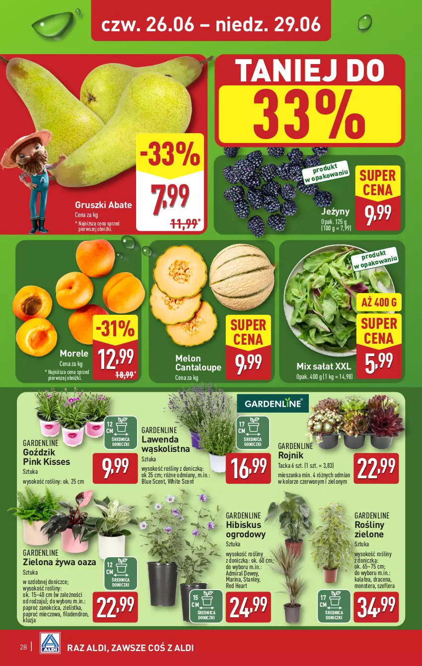 Gazetka promocyjna Aldi - Pełna oferta - ważna 23.06 do 29.06.2025 - strona 28 - produkty: Gruszki, Hibiskus, Jeżyny, Melon, Miecz, Sałat, Sok, Tera