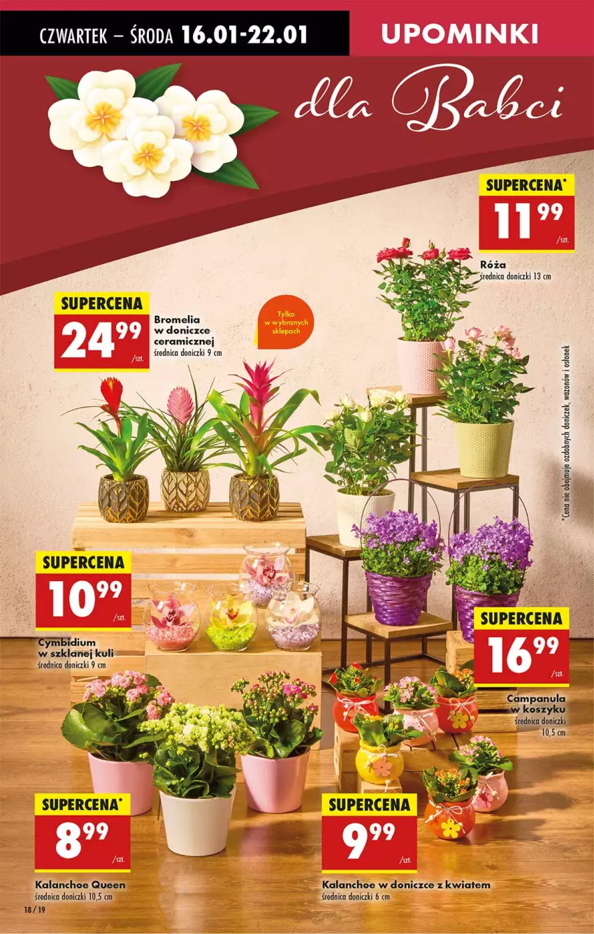 Gazetka promocyjna Biedronka - Od Czwartku - ważna 16.01 do 22.01.2025 - strona 18 - produkty: Bromelia, Fa, Kalanchoe, Wazon