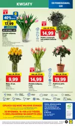 Gazetka promocyjna Lidl - GAZETKA - Gazetka - ważna od 05.02 do 05.02.2025 - strona 59 - produkty: Sok, Por, Gra, Tulipan, Cień, O nas, Mola, Bukiet