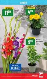 Gazetka promocyjna PoloMarket - Gazetka pomocyjna - Gazetka - ważna od 18.07 do 18.07.2023 - strona 11 - produkty: Borówka, Bukiet, Miecz, LG