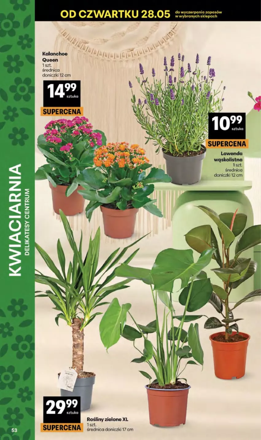 Gazetka promocyjna Delikatesy Centrum - Franczyza DC23 Czwartek - ważna 03.06 do 10.06.2026 - strona 53 - produkty: Kalanchoe