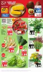 Gazetka promocyjna Kaufland - Mocny Start - Gazetka - ważna od 23.08 do 23.08.2023 - strona 9 - produkty: Por, Gra, Pietruszka, Sałata lodowa, Chryzantema, Sałat, Grunt, Pomidory, Kukurydza
