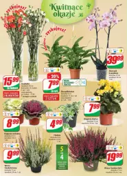 Gazetka promocyjna Dino - Gazetka 36 - Gazetka - ważna od 12.09 do 12.09.2023 - strona 20 - produkty: Sok, Storczyk, Bukiet