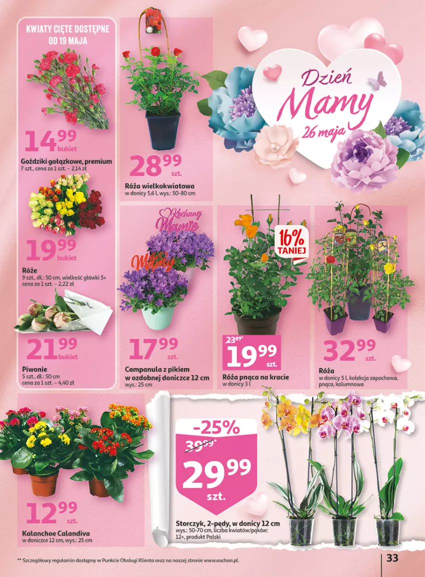 Gazetka promocyjna Auchan - Gazetka Wielkie majowe odkrycia cenowe część #4 Hipermarket Auchan - ważna 18.05 do 27.05.2023 - strona 33 - produkty: Campanula, Kalanchoe, Piwo, Róża, Storczyk