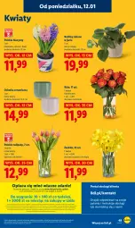 Gazetka promocyjna Lidl - GAZETKA - Gazetka - ważna od 14.01 do 14.01.2026 - strona 49 - produkty: Por, Gra, Hiacynt, Tulipan, Portal, Laur, Mola, Bukiet, Osłonka