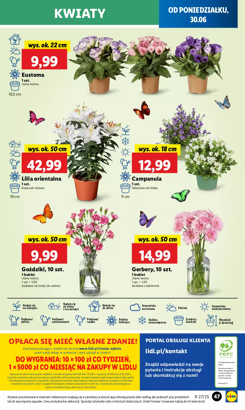 Gazetka promocyjna Lidl - GAZETKA - ważna 30.06 do 02.07.2025 - strona 55 - produkty: Bukiet, Campanula, Cień, Gerber, Gra, Laur, Mola, O nas, Por, Portal, Sok