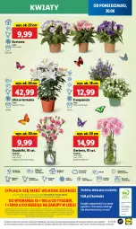 Gazetka promocyjna Lidl - GAZETKA - Gazetka - ważna od 02.07 do 02.07.2025 - strona 55 - produkty: Campanula, Sok, Por, Gra, Gerber, Cień, O nas, Portal, Laur, Mola, Bukiet
