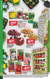 Gazetka promocyjna Stokrotka - Supermarket - Gazetka - ważna od 11.02 do 11.02.2026 - strona 12 - produkty: Cebula, Warzywa, Optima, Owoce, Mięso