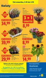 Gazetka promocyjna Lidl - GAZETKA - Gazetka - ważna od 04.10 do 04.10.2025 - strona 59 - produkty: Por, Gra, Chryzantema, Portal, Laur, Mola, Bukiet