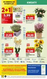 Gazetka promocyjna Lidl - GAZETKA - Gazetka - ważna od 05.07 do 05.07.2025 - strona 60 - produkty: Sok, Por, Gra, Chryzantema, Cień, Kosz, O nas, Portal, Kalanchoe, Laur, Storczyk, Mola, Bukiet