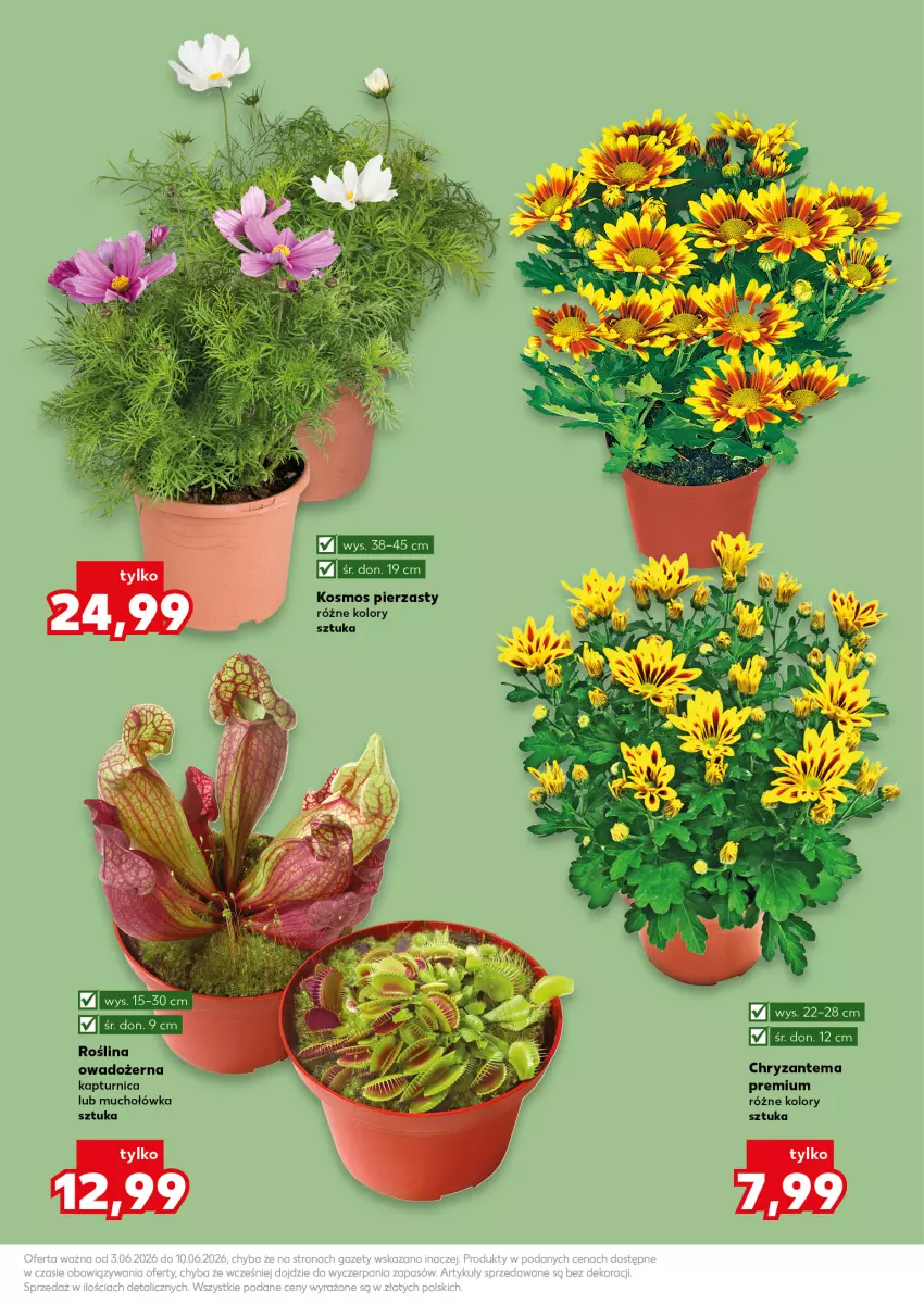 Gazetka promocyjna Kaufland - Kaufland - ważna 03.06 do 10.06.2026 - strona 11 - produkty: Chryzantema