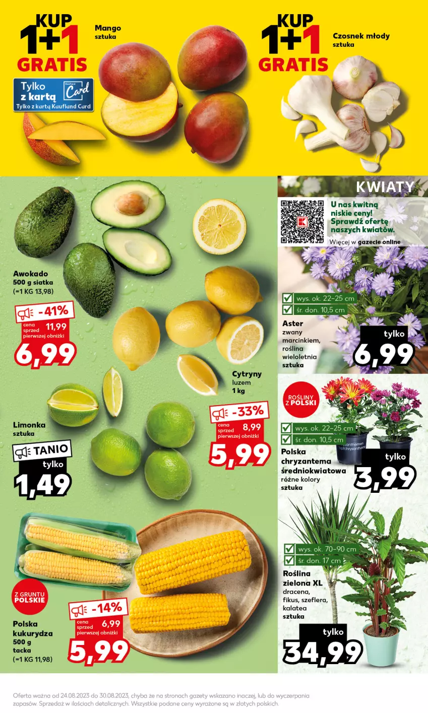 Gazetka promocyjna Kaufland - Mocny Start - ważna 28.08 do 30.08.2023 - strona 9 - produkty: Chryzantema, Czosnek, Kukurydza, Mango, Siatka