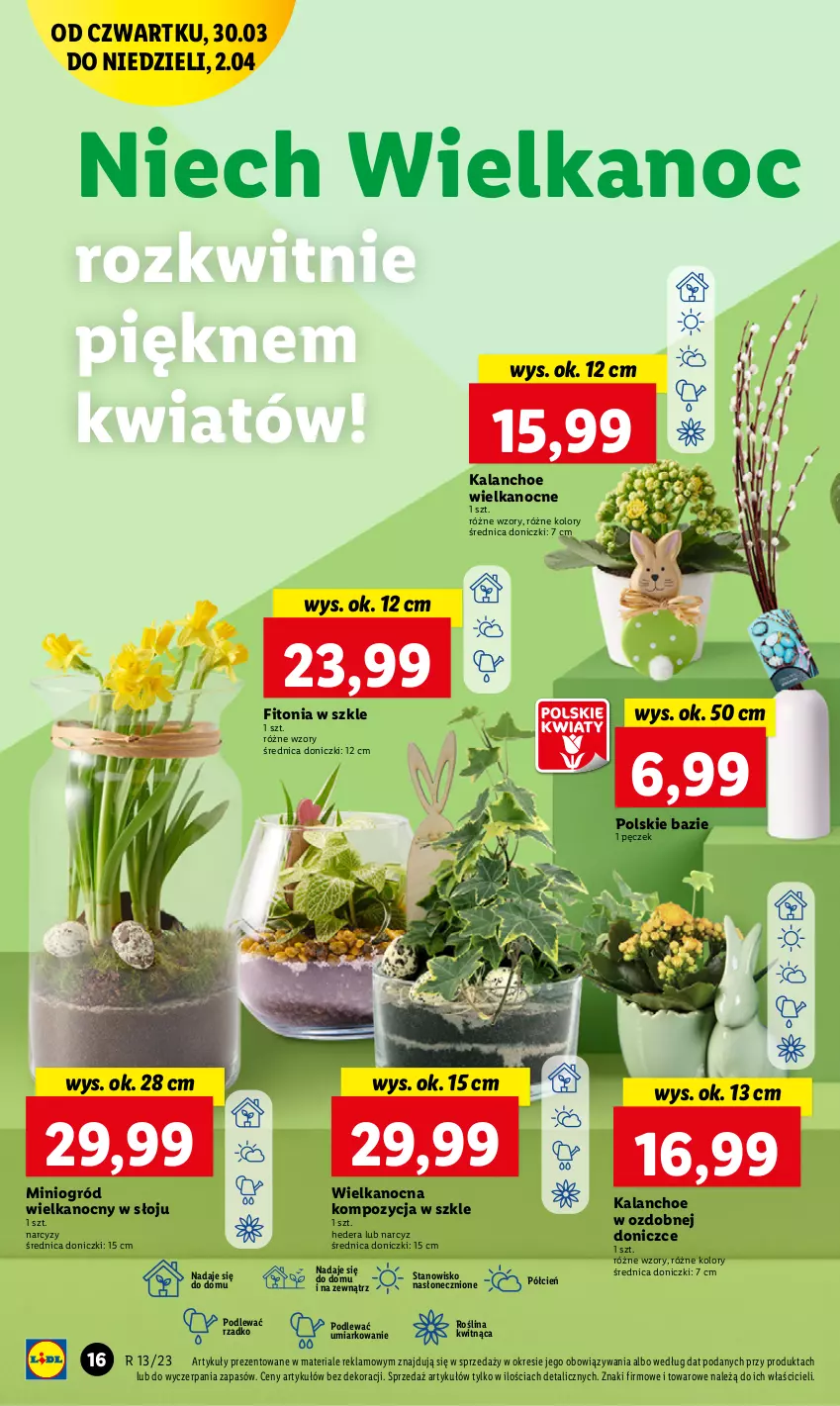 Gazetka promocyjna Lidl - GAZETKA - ważna 30.03 do 02.04.2023 - strona 16 - produkty: Cień, Kalanchoe, Narcyz, O nas, Ogród