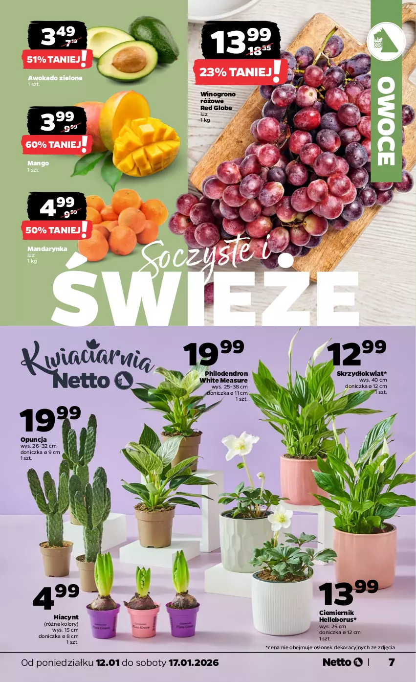 Gazetka promocyjna Netto - Od Poniedziałku - ważna 12.01 do 17.01.2026 - strona 7 - produkty: Hiacynt, Mango, Owoce, Wino
