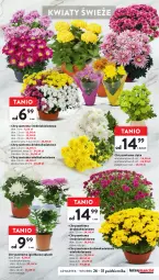 Gazetka promocyjna Intermarche - Gazetka Intermarche - Gazetka - ważna od 31.10 do 31.10.2023 - strona 5 - produkty: Chryzantema, Bukiet