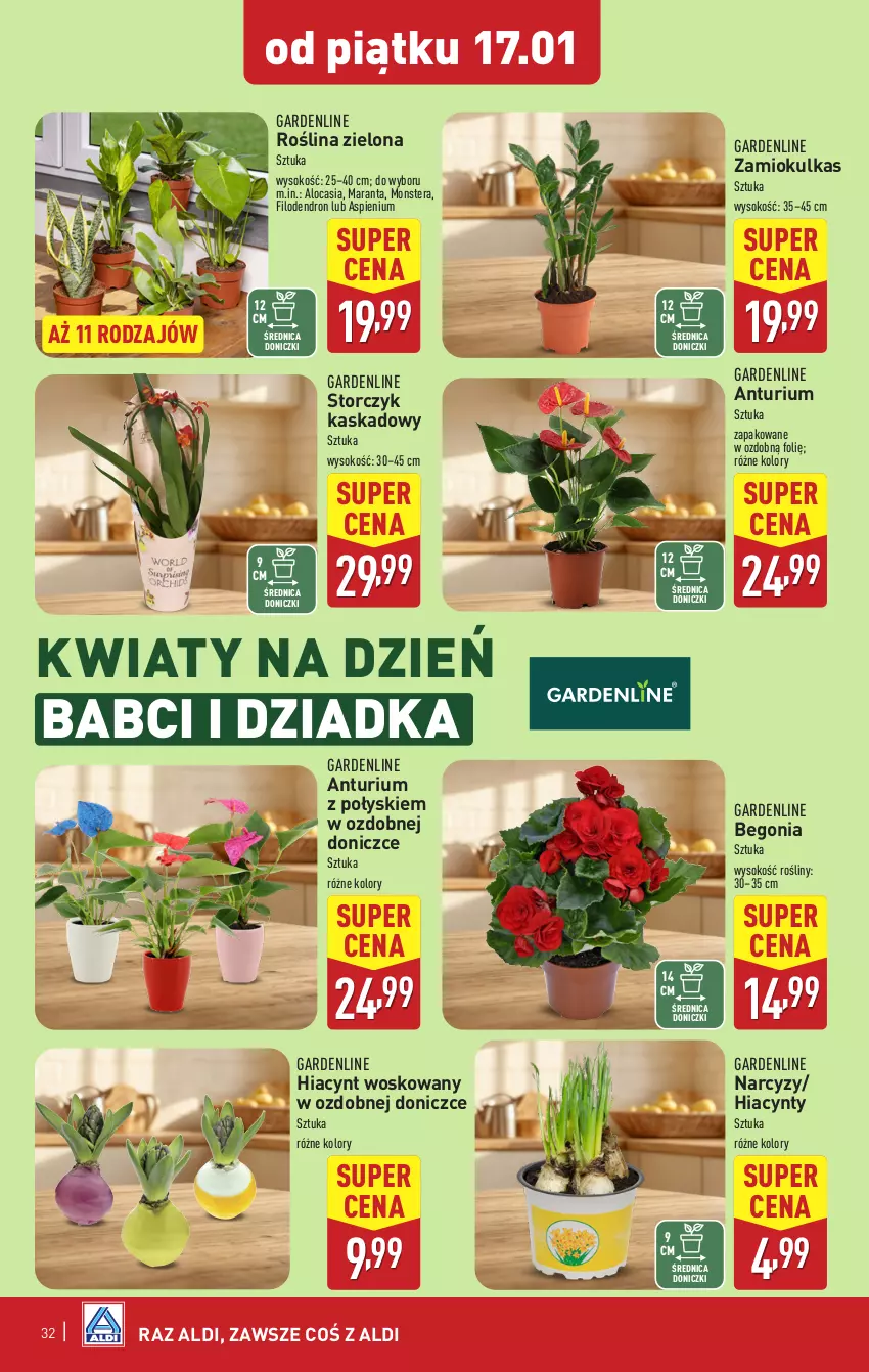 Gazetka promocyjna Aldi - Pełna oferta - ważna 13.01 do 18.01.2025 - strona 32 - produkty: Hiacynt, Kask, Narcyz, Sok, Storczyk, Tera