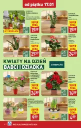 Gazetka promocyjna Aldi - Pełna oferta - Gazetka - ważna od 18.01 do 18.01.2025 - strona 32 - produkty: Sok, Hiacynt, Kask, Tera, Storczyk, Narcyz
