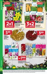 Gazetka promocyjna Stokrotka - Market - Gazetka - ważna od 07.05 do 07.05.2025 - strona 22 - produkty: Cebula, Warzywa, Owoce, Mamba