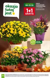Gazetka promocyjna Stokrotka - Supermarket - Gazetka - ważna od 05.11 do 05.11.2025 - strona 6 - produkty: Warzywa, Gra, Chryzantema, Owoce, Mięso