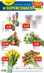 Gazetka promocyjna Lidl - GAZETKA - Gazetka - ważna od 04.02 do 04.02.2023 - strona 52 - produkty: Sok, Hiacynt, Tulipan, Cień, Bukiet, Osłonka