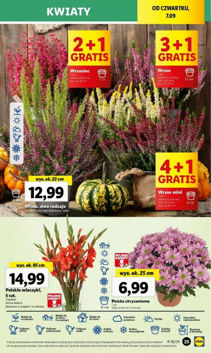 Gazetka promocyjna Lidl - ważna 07.09 do 09.09.2023 - strona 67 - produkty: Bukiet, Miecz, O nas