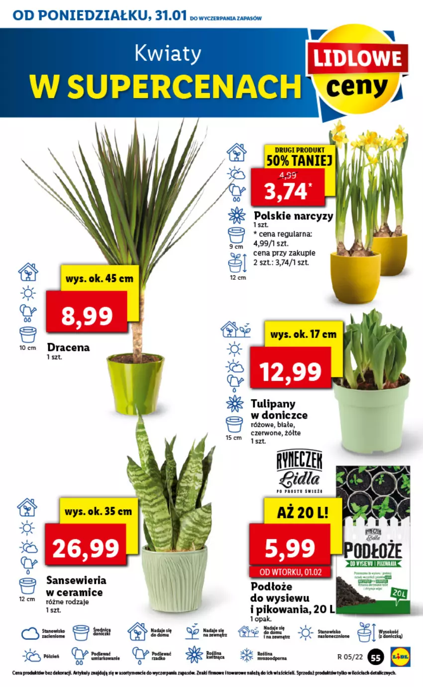 Gazetka promocyjna Lidl - GAZETKA - ważna 31.01 do 02.02.2022 - strona 55 - produkty: Narcyz, Tulipan