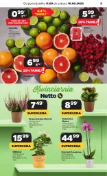 Gazetka promocyjna Netto - Artykuły spożywcze - Gazetka - ważna od 16.09 do 16.09.2023 - strona 5 - produkty: Hibiskus, Kalanchoe, Storczyk, Limonka, Grejpfrut