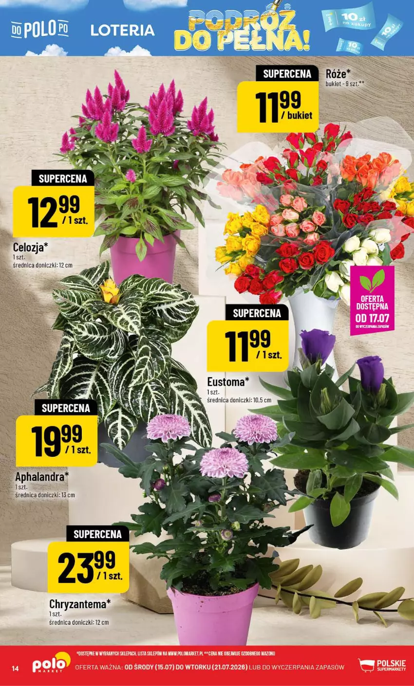 Gazetka promocyjna PoloMarket - Gazetka POLOmarket - ważna 15.07 do 21.07.2026 - strona 14 - produkty: Chryzantema