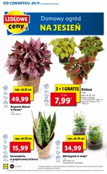 Gazetka promocyjna Lidl - GAZETKA - Gazetka - ważna od 07.11 do 07.11.2021 - strona 54 - produkty: Gra, Papier, Kosz, Ogród
