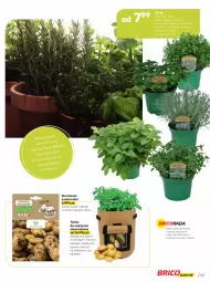 Gazetka promocyjna Bricomarche - Gazetka - Gazetka - ważna od 14.05 do 14.05.2022 - strona 55 - produkty: Kalafior, Por, Pietruszka, Ziemniaki, Laur, Sałat, Talerz, Torba, Bazyl, Owoce, Bazylia, Ogród, Mięta