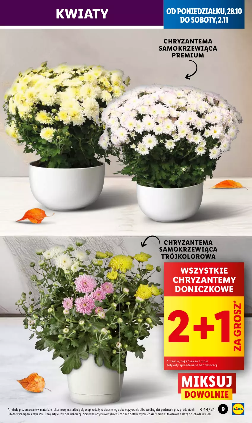 Gazetka promocyjna Lidl - GAZETKA - ważna 28.10 do 29.10.2024 - strona 9 - produkty: Chryzantema