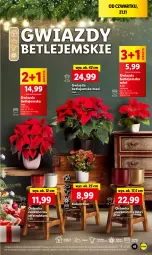 Gazetka promocyjna Lidl - GAZETKA - Gazetka - ważna od 23.11 do 23.11.2024 - strona 37 - produkty: Gra, Cień, Kalanchoe, Gwiazda, Osłonka