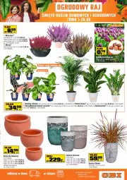 Gazetka promocyjna Obi - Gazetka OBI - Gazetka - ważna od 28.09 do 28.09.2021 - strona 19 - produkty: Czosnek, Tera, Palma, Laur, Narcyz
