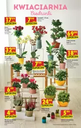 Gazetka promocyjna Biedronka - W tym tygodniu - Gazetka - ważna od 06.10 do 06.10.2021 - strona 14 - produkty: Sok, Gin, Róża, Kaktus, Kalanchoe, , Storczyk